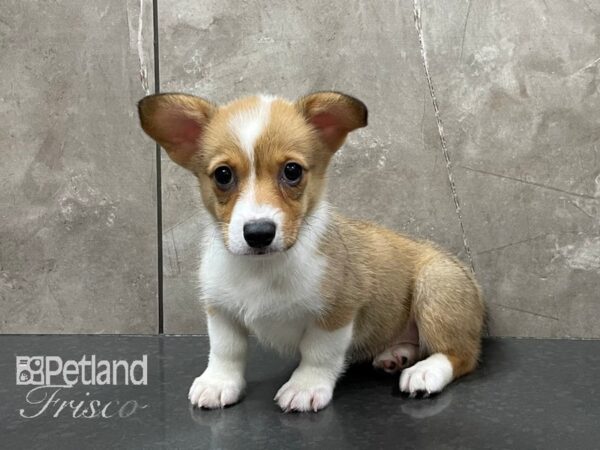 Pembroke Welsh Corgi-DOG-Female-Sable and White-28157-Petland Frisco & Mckinney, Texas