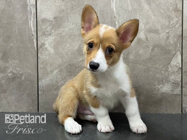 Pembroke Welsh Corgi-DOG-Male-Sable and White-28156-Petland Frisco & Mckinney, Texas