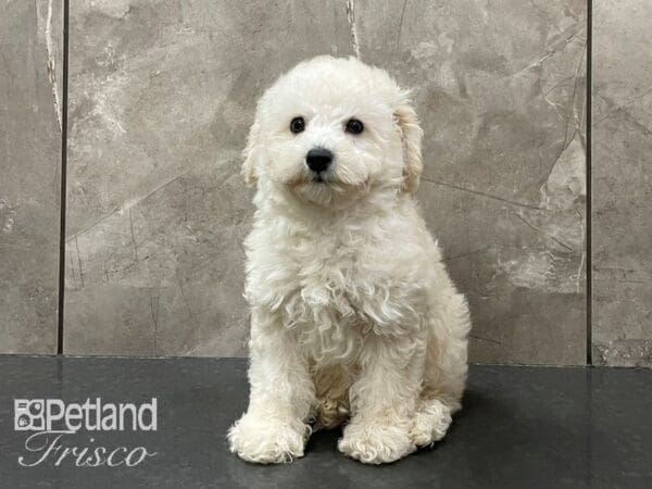 Miniature Poodle DOG Male Cream 28155 Petland Frisco, Texas