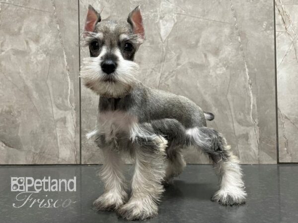 Miniature Schnauzer-DOG-Female-Salt and Pepper-28154-Petland Frisco & Mckinney, Texas