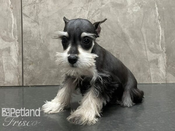 Miniature Schnauzer-DOG-Male-Salt and Pepper-28153-Petland Frisco, Texas