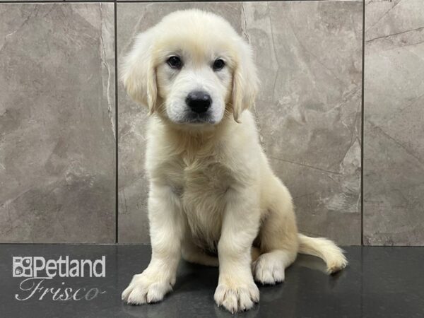 English Cream Golden Retriever DOG Female Cream 28152 Petland Frisco, Texas