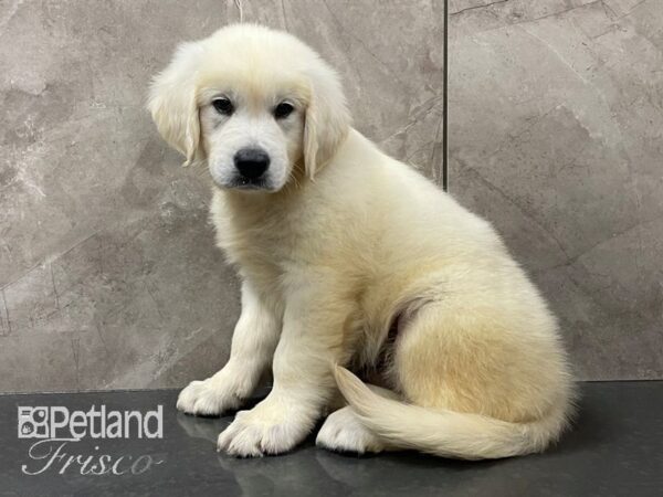 English Cream Golden Retriever DOG Male Cream 28151 Petland Frisco, Texas