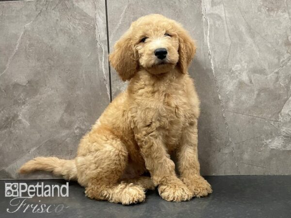 F1B Goldendoodle-DOG-Male-Red-28150-Petland Frisco, Texas