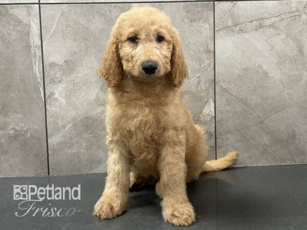 F1B Goldendoodle DOG Male Red 28147 Petland Frisco, Texas