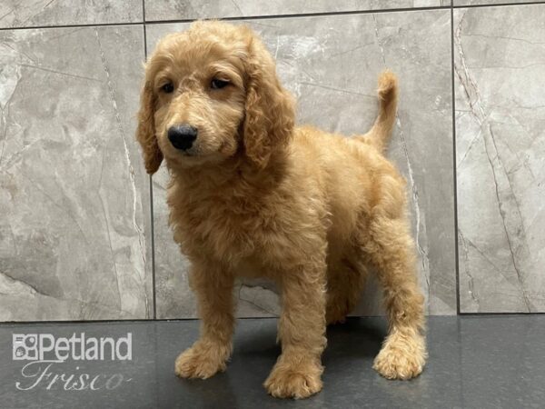 F1B Goldendoodle-DOG-Female-Red-28146-Petland Frisco & Mckinney, Texas