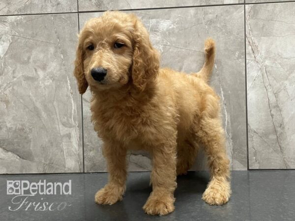 F1B Goldendoodle-DOG-Female-Red-28146-Petland Frisco, Texas