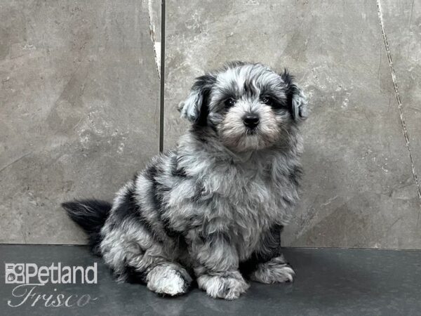 Pomapoo DOG Male Blue Merle 28145 Petland Frisco, Texas