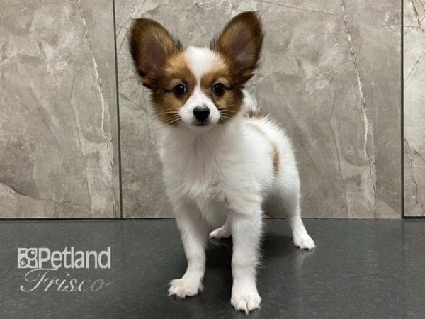 Papillon-DOG-Male-White and Red-28143-Petland Frisco, Texas