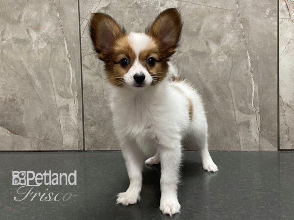 Papillon DOG Male White and Red 28143 Petland Frisco, Texas