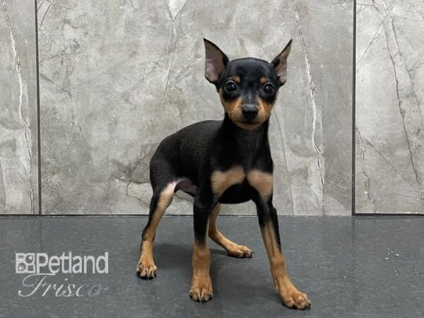 Miniature Pinscher-DOG-Male-Black and Tan-28142-Petland Frisco, Texas