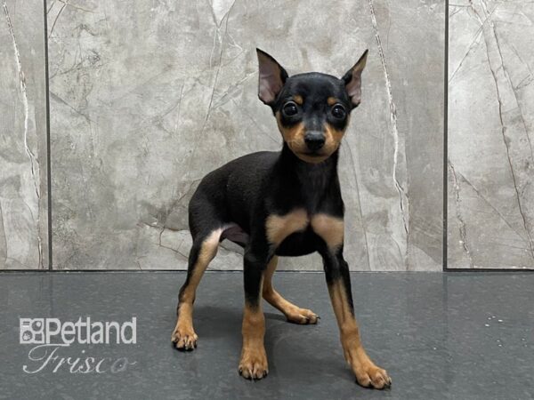 Miniature Pinscher DOG Male Black and Tan 28142 Petland Frisco, Texas