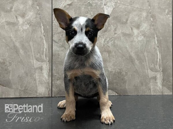 Australian Cattle Dog-DOG-Female-Blue Mottled-28141-Petland Frisco & Mckinney, Texas