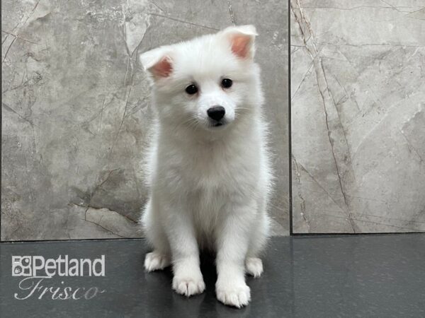 American Eskimo DOG Female White 28140 Petland Frisco, Texas