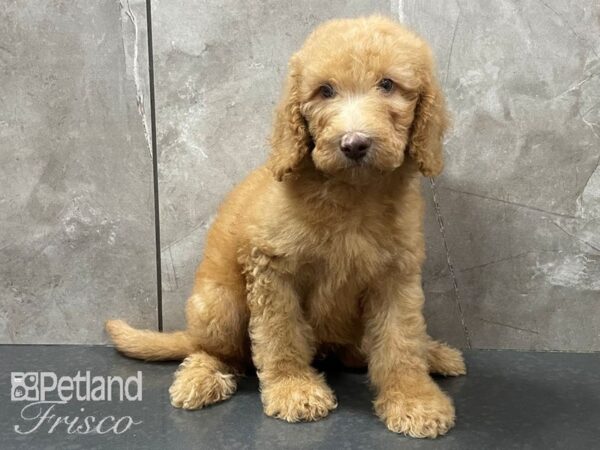 F1B Goldendoodle DOG Male Red 28149 Petland Frisco, Texas