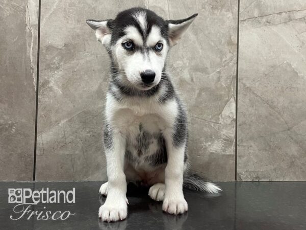 Siberian Husky-DOG-Female-Black and White-28191-Petland Frisco & Mckinney, Texas