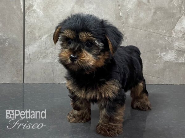 Yorkshire Terrier-DOG-Male-Black and Tan-28190-Petland Frisco & Mckinney, Texas