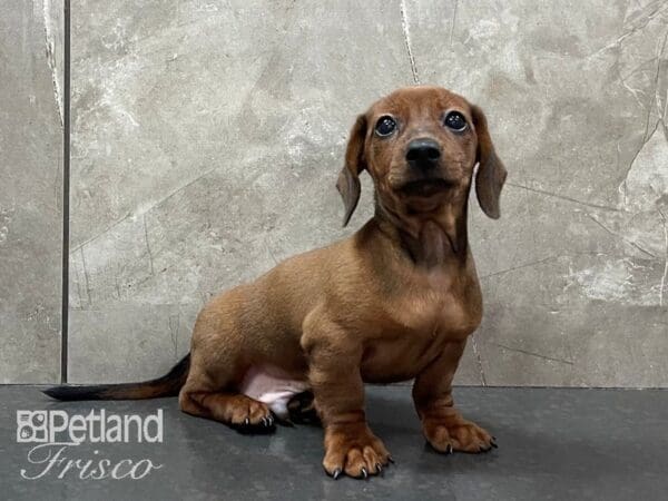 Miniature Dachshund DOG Male Red 28189 Petland Frisco, Texas
