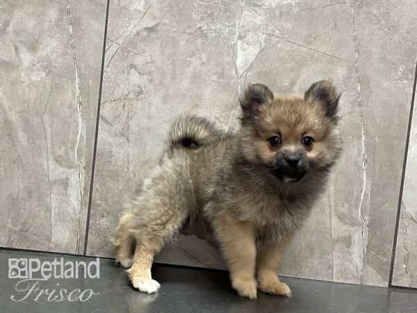 Pomeranian-DOG-Female-Sable and White Parti-28188-Petland Frisco & Mckinney, Texas