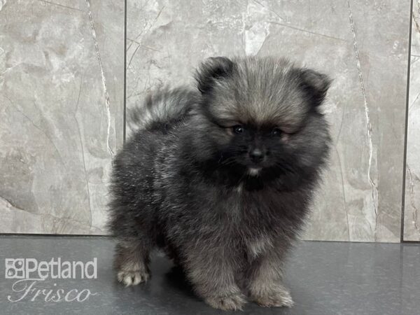 Pomeranian DOG Male Silver 28187 Petland Frisco, Texas