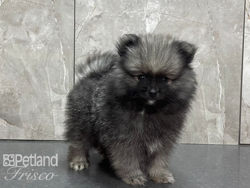 PomeranianDOGMaleSilver3239868Petland Frisco, Texas