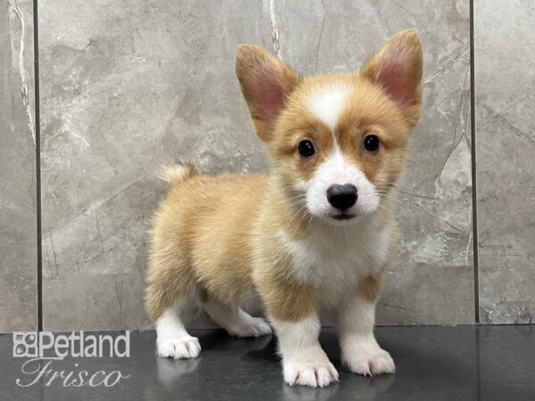 Pembroke Welsh Corgi-DOG-Male-Sable and White-28186-Petland Frisco & Mckinney, Texas