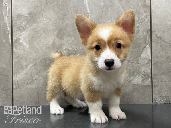 Pembroke Welsh Corgi-DOG-Male-Sable and White-28186-Petland Frisco, Texas