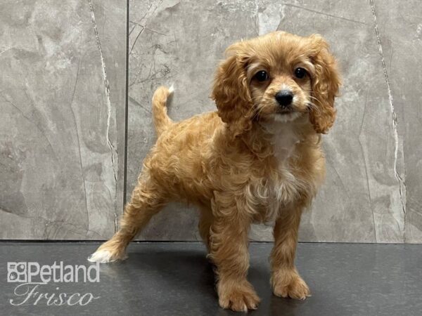 Cockapoo DOG Female Red 28185 Petland Frisco, Texas