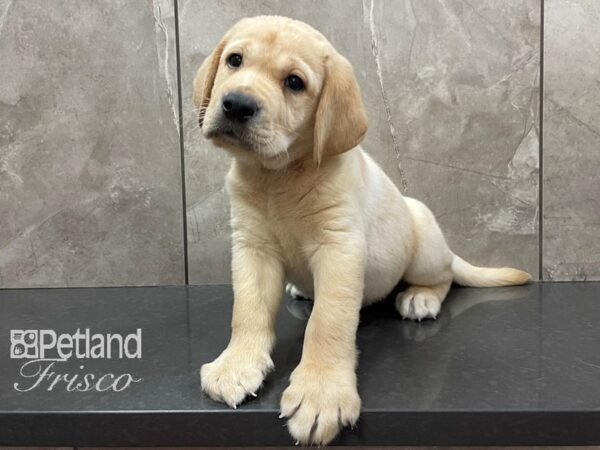 Labrador Retriever DOG Female Yellow 28183 Petland Frisco, Texas