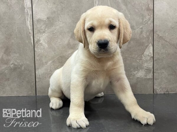 Labrador Retriever DOG Female Yellow 28182 Petland Frisco, Texas