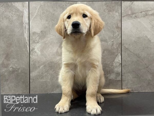 Golden Retriever DOG Male Light Golden 28181 Petland Frisco, Texas