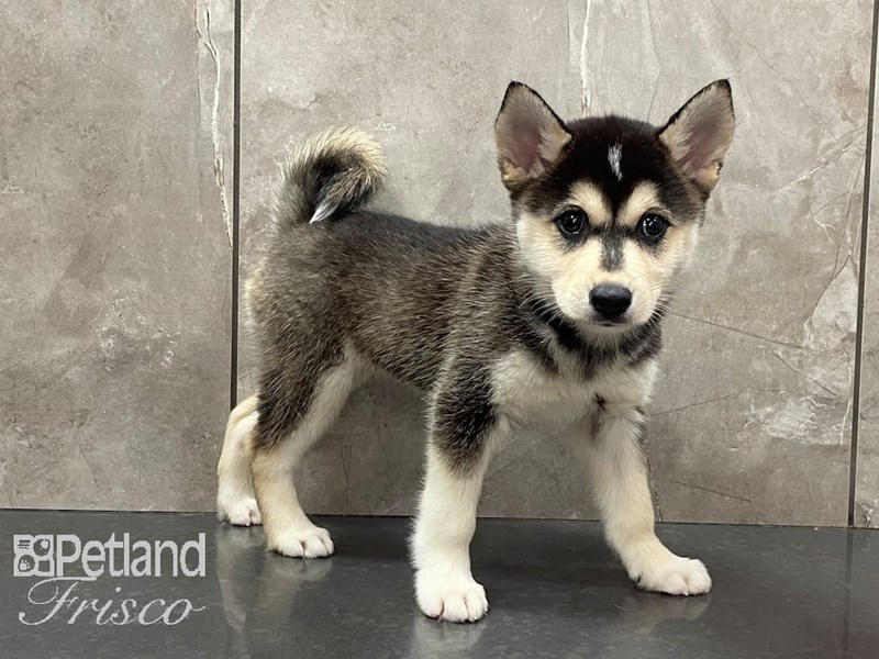 Alaskan Klee Kai Dog Female Black and White 28180