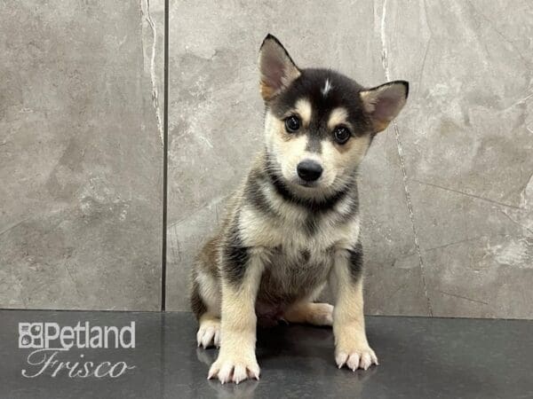 Alaskan Klee Kai-DOG-Male-Black and White-28179-Petland Frisco, Texas