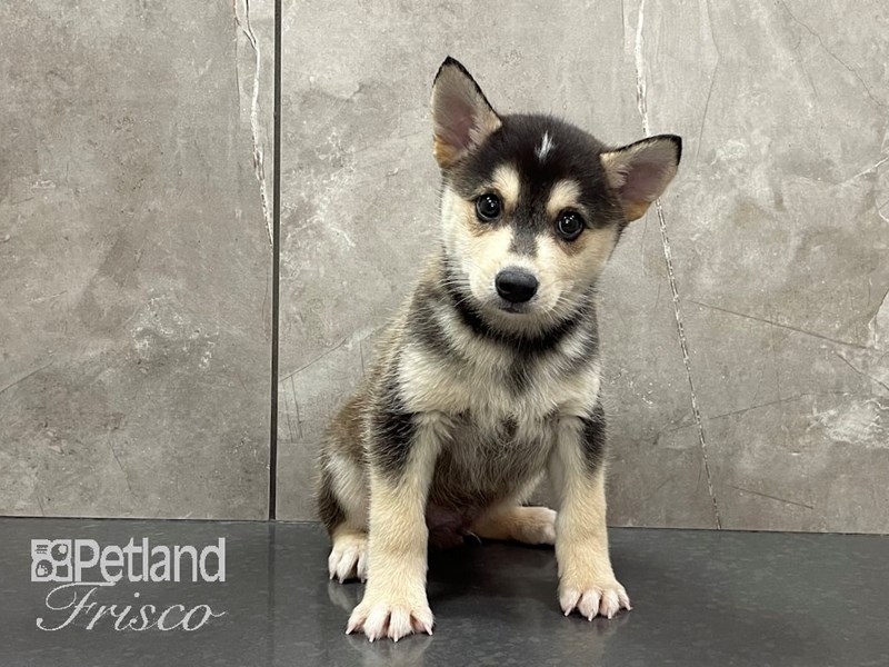 Alaskan Klee Kai Dog Male Black and White 28179