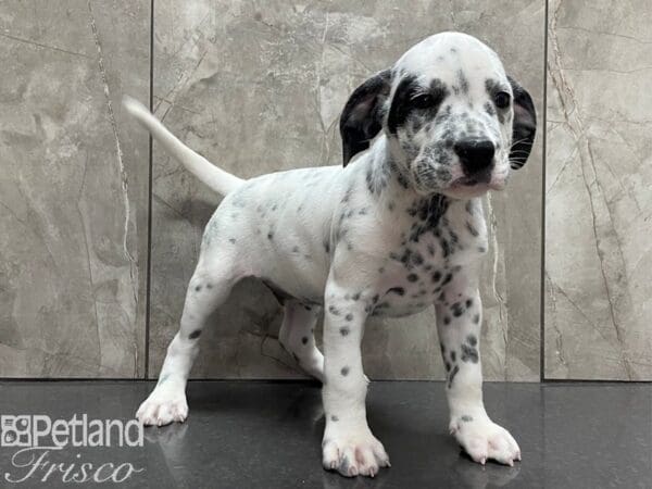 English Bulldog/Dalmatian DOG Male Wht w/ Spots 28178 Petland Frisco, Texas