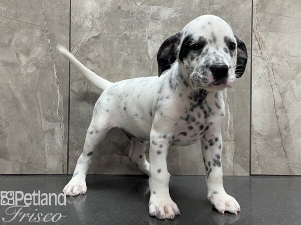English Bulldog/Dalmatian-DOG-Male-Wht w/ Spots-28178-Petland Frisco & Mckinney, Texas