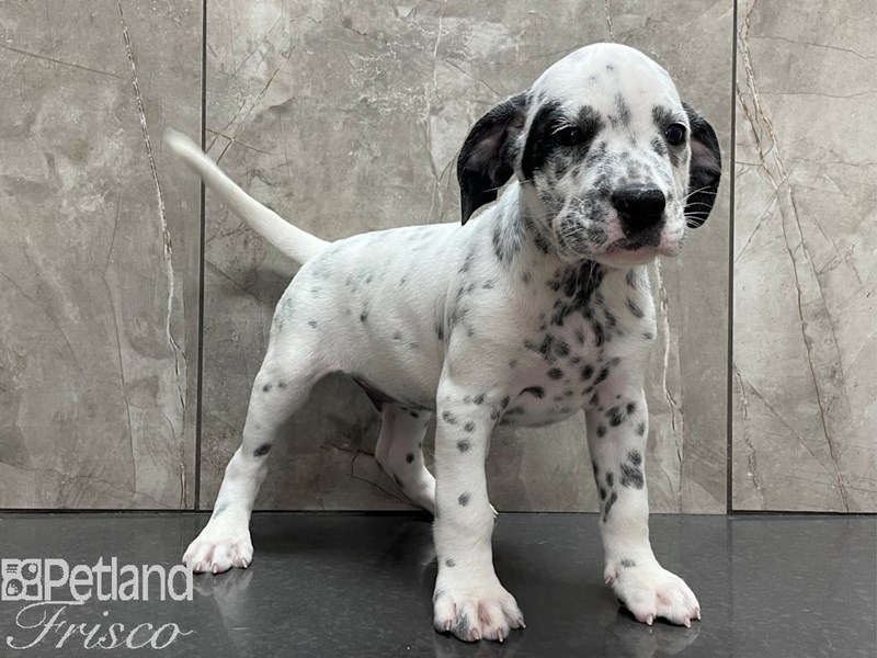 Dalmatian bulldog cheap