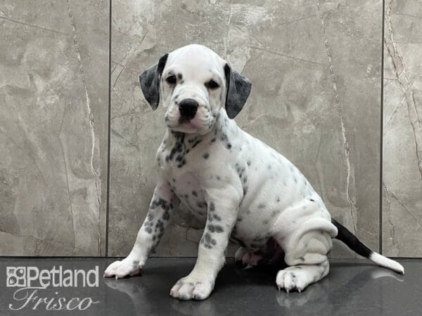 English Bulldog/Dalmatian-DOG-Male-Wht w/ Spots-28177-Petland Frisco, Texas