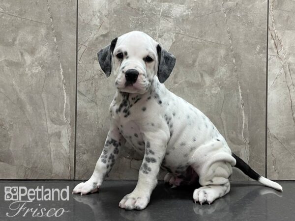 English Bulldog/Dalmatian-DOG-Male-Wht w/ Spots-28177-Petland Frisco & Mckinney, Texas