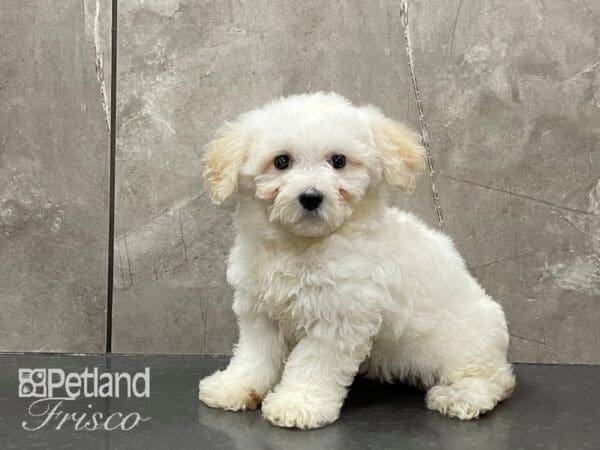 Bichon Poo-DOG-Female-White-28176-Petland Frisco, Texas