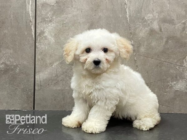 Bichon Poo DOG Female White 28176 Petland Frisco, Texas