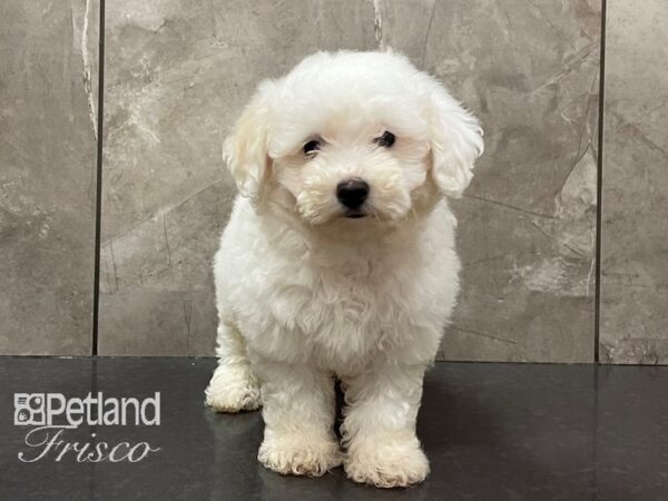 Bichon Poo DOG Male White 28175 Petland Frisco, Texas