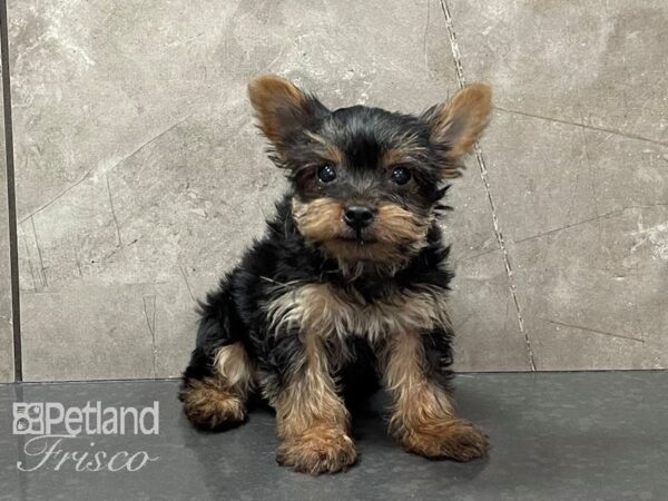 Yorkshire Terrier DOG Female Black and Tan 28174 Petland Frisco, Texas