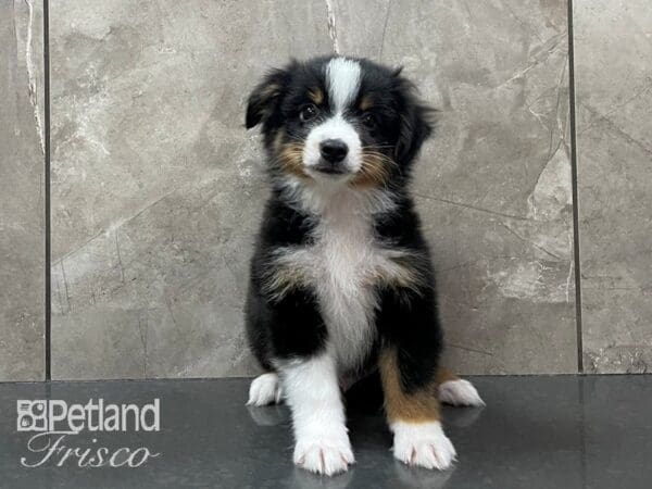 Miniature American Shepherd-DOG-Male-Black-28172-Petland Frisco, Texas