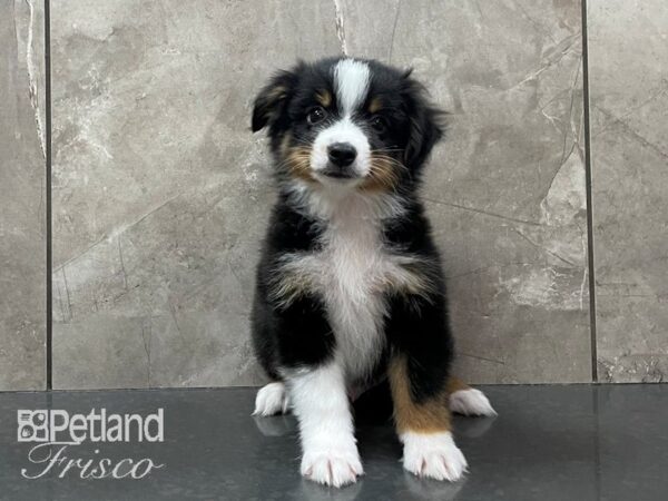 Miniature American Shepherd DOG Male Black 28172 Petland Frisco, Texas