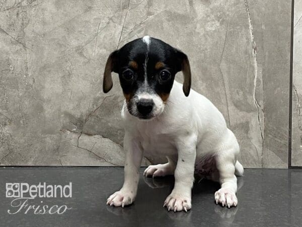Jack Russell Terrier DOG Female Black and White 28170 Petland Frisco, Texas