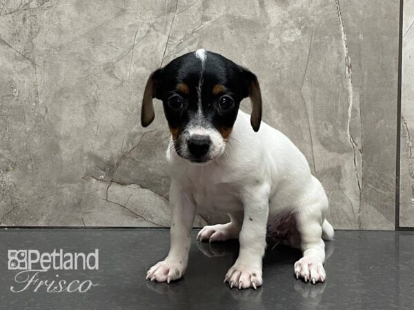 Jack Russell Terrier-DOG-Female-Black and White-28170-Petland Frisco & Mckinney, Texas
