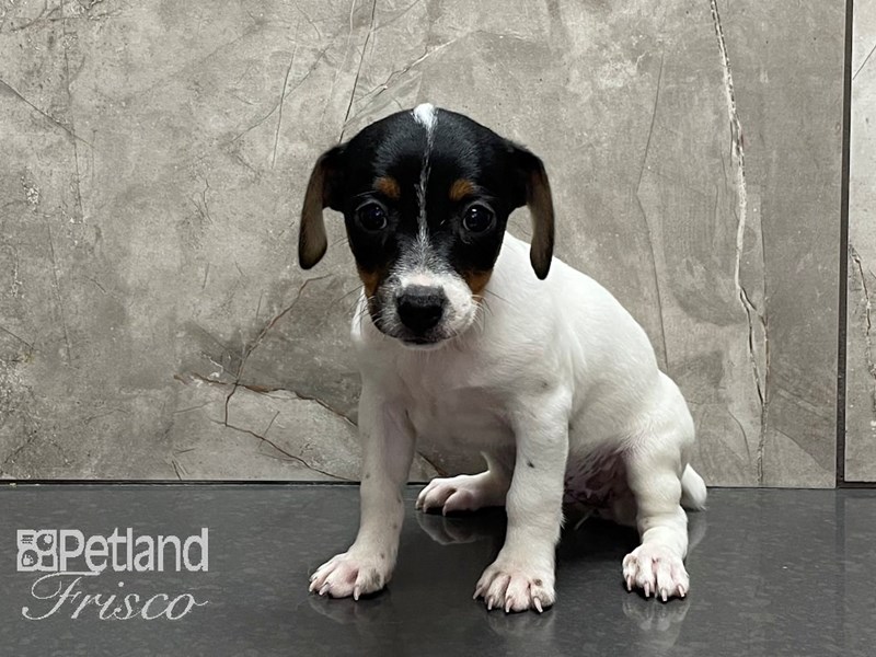Jack Russell Terrier Dog Female Black and White 28170