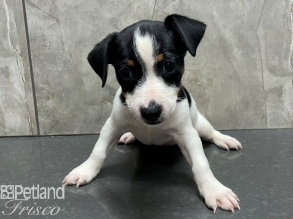 Jack Russell Terrier DOG Female Black and White 28168 Petland Frisco, Texas
