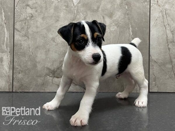 Jack Russell Terrier DOG Male Black and White 28167 Petland Frisco, Texas